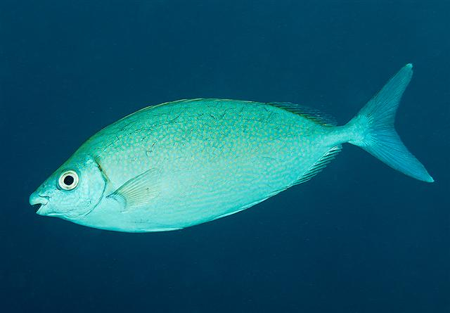  Siganus argenteus (Streamlined Spinefoot Rabbitfish)